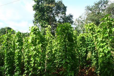 Agricultural Plantations in Goa - Download Goa Photos